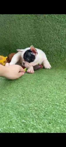 Bulldog francês