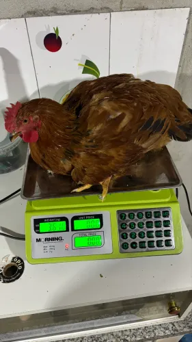 Frango caipira