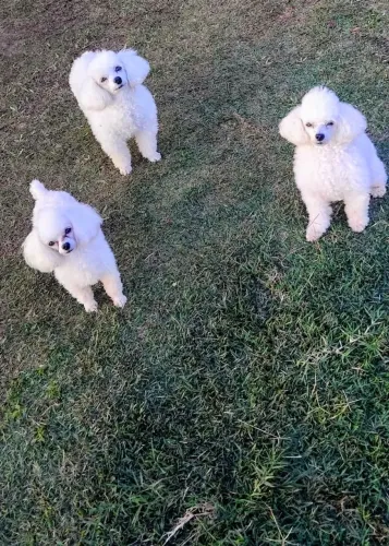 Poodle Micro