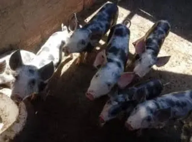DOAÇÃO DE LEITÃO 