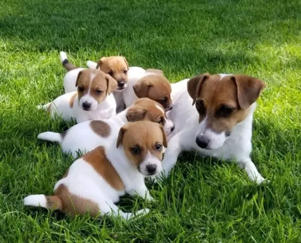 o cachorro do mascara Respondo pelo 9.9751.6491