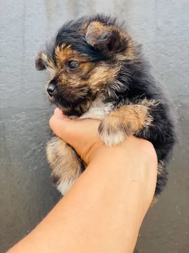 Yorkshire machinho