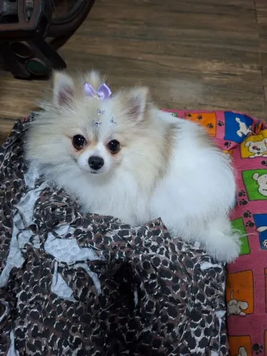 Spitz Alemão Fêmea