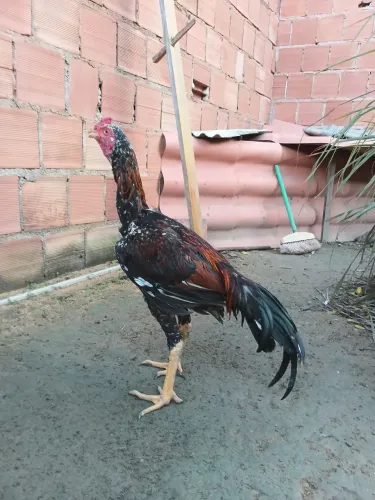 Galo indo