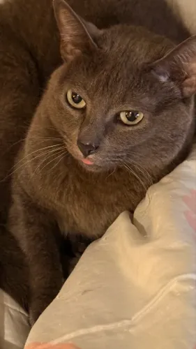 Doação de gatinha cinza