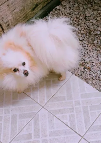 Lulu da Pomerânia macho Spitz alemão