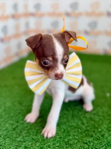 Pinscher Macho