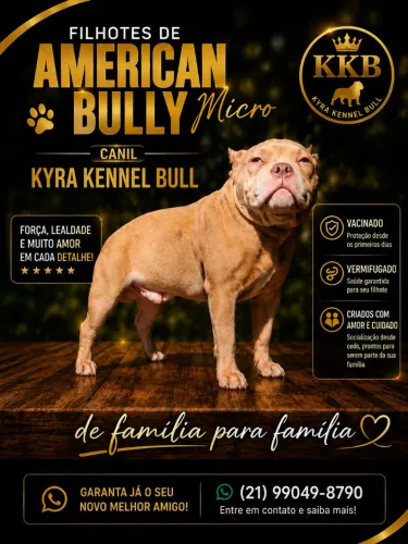 Filhote de American bully 