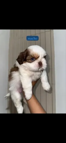 shih tzu 