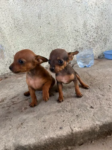 Pinscher N*1