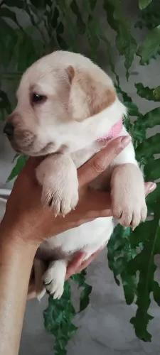 Filhotes labrador 