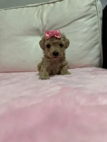 Procuro Poodle Toy Fêmea