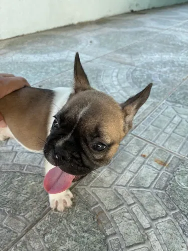 Cachorro bulldog