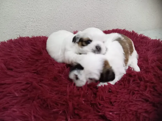 Shih-tzu pedigree 10 parcelas no cartão com pedigree canil registrado 