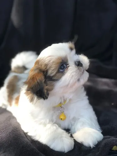 Vendo Shih Tzu saudável