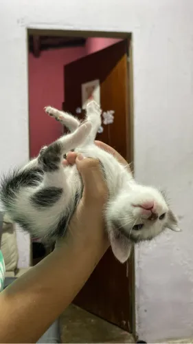 Gatinhos filhotes para adoção