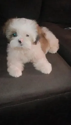 Shih tzu MACHO