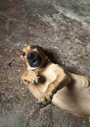 Cachorro para doação 