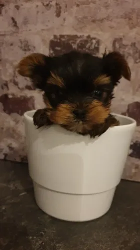 Yorkshire Terrier lindo 