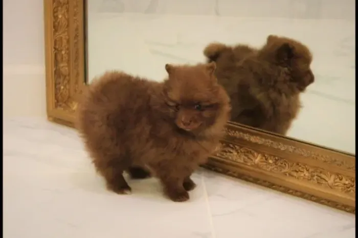 Filhotes de Spitz Alemão | O melhor presente é a companhia.