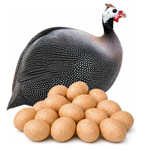 Ovos galados Angola