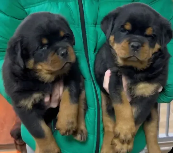 Rottweiler alemão Porte gigante 