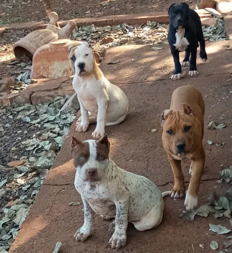Filhotes pitmonster, assistência veterinária