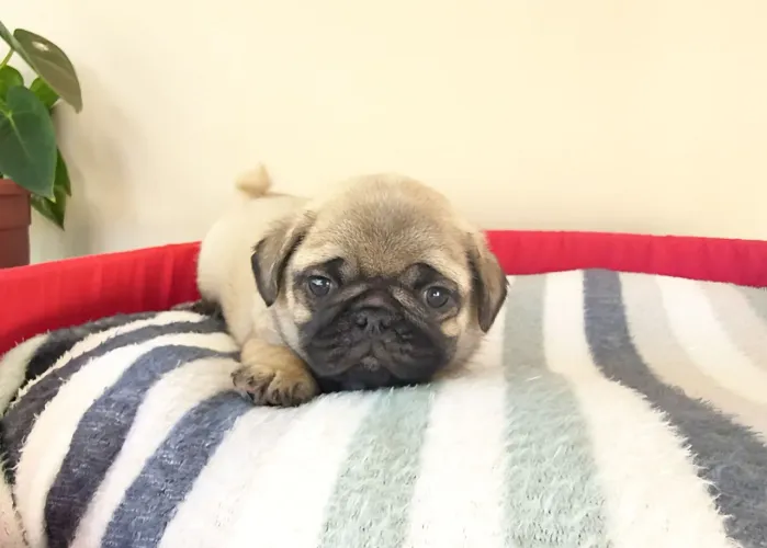 Filhote de fêmea de Pug