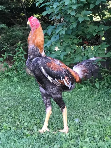 Doação Galo Indio Gigante