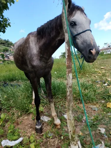 Vendo cavalo pordo inteiro. Mangalarga. Obs um olho e azul, macha picada 