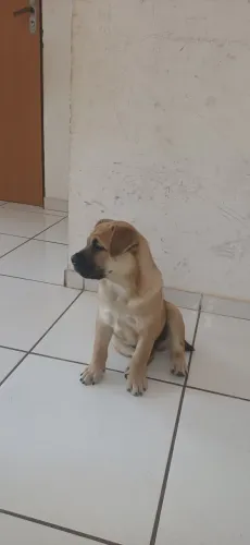 Buldogue ingles com Chow Chow