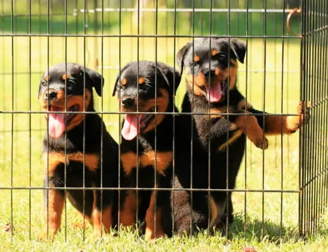 ? Rottweiler Disponível | Consulte Fotos e Reserve Seu Filhote