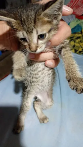 Gatinha tigrinha adote