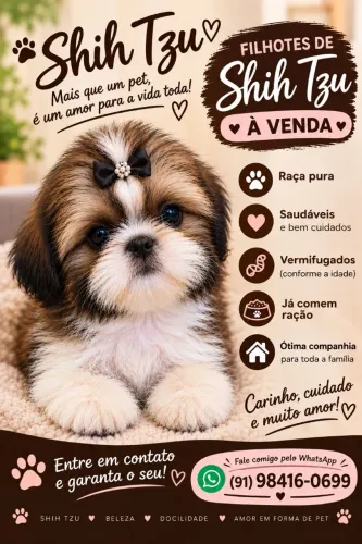 Filhote de Shihtzu Fêmea Disponíveis
