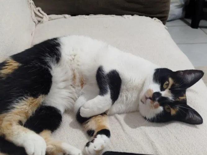 Doação! Linda Gatinha Tricolor dócil e carinhosa (Busca um lar amoroso)
