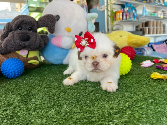 Shih tzu mini femea na cor branca e chocolate $2.700,00