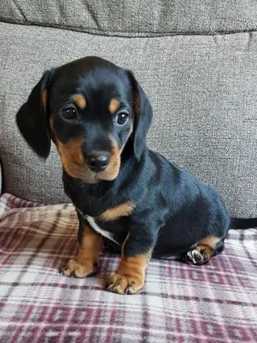 Um foguete de quatro patas pronto para decolar