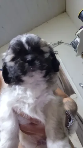 Shihtzu