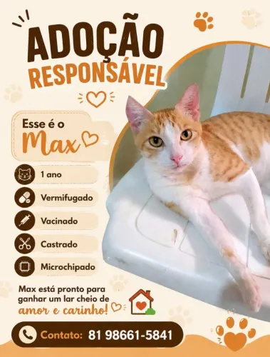 Lindo gatinho