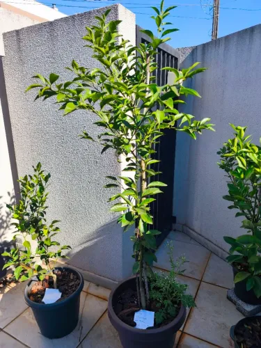 Muda de Tangerina altura 140cm