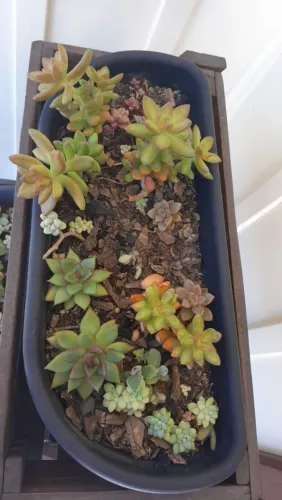 Planta suculenta