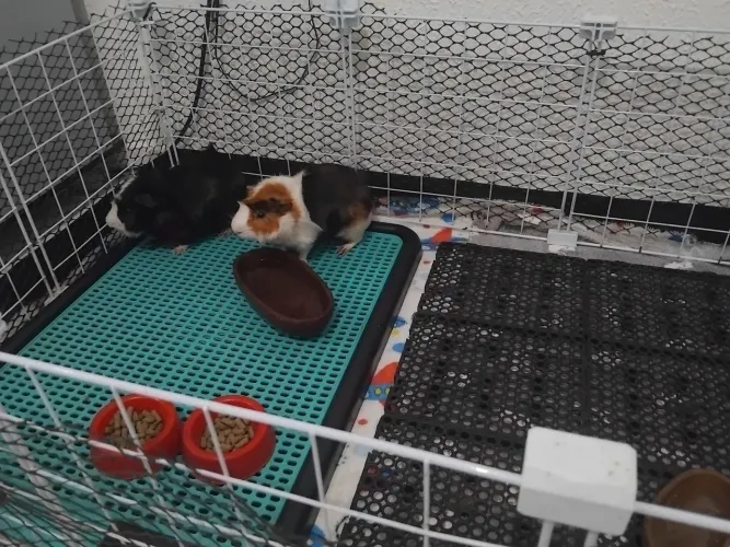 Porquinho da Índia abscínio