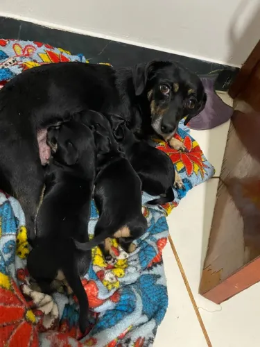 Doa se filhotes de cachorro mestiço de pincher