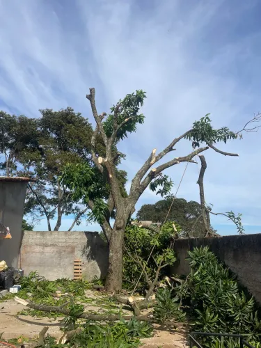 Serviço de jardinagem em geral