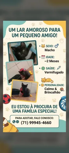 Gato para adoção.