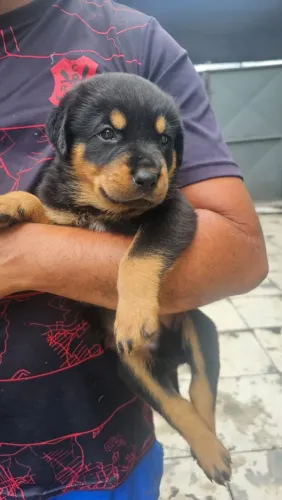 LINDOS FILHOTES DE ROTTWEILER CABEÇA DE TOURO