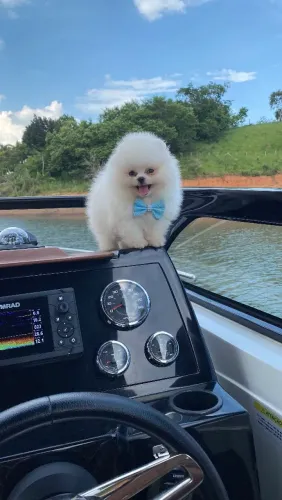 LULU DA POMERÂNIA!!