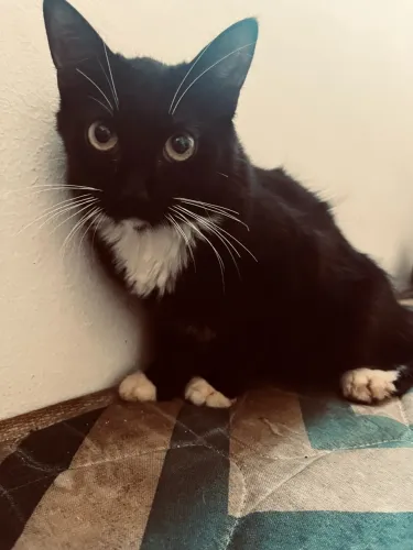 Gatos para adoção,um macho e uma fêmea,castrados e acompanha 2 kg de ração