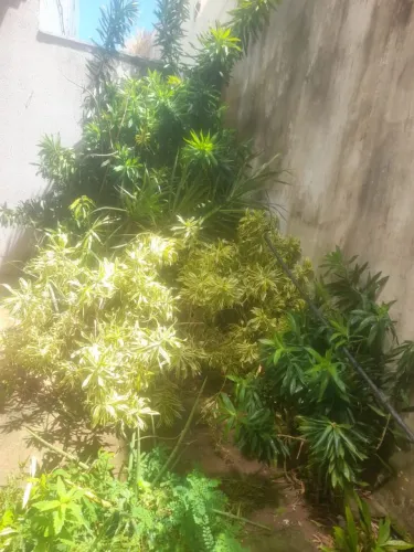 Estou vendendo todas as plantas do meu condomínio tudo incluso os jarros