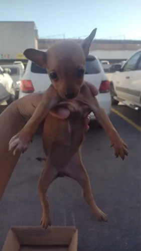Pinscher com 70 dias vermifugado
